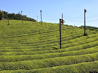 Tea garden